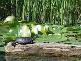 Lake Champlain 03 : Vermont Canoe Spring